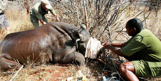 Rhino-wwf-afp-543 Rhino, WWF