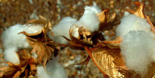 cottonFlower-543x275