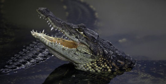 croc_543