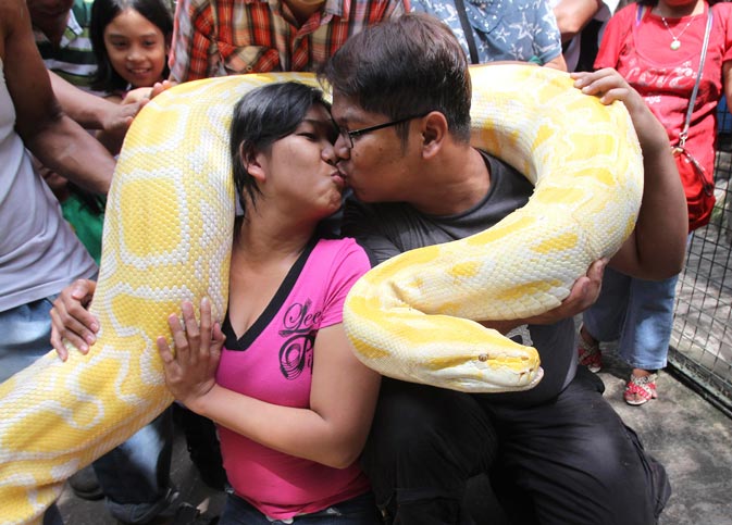 Eroll Escobar kisses his partner Princess Madrolejo as they pose for photographers while carrying a 16-feet and 200 kg Albino Burmese Python during a Valentine's Day presentation inside a Malabon zoo, north of Manila. – Reuters Photo.