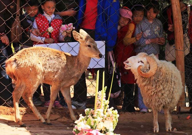 Children look at Changmao, the ram and Chunzi, the doe, during a cross-species wedding ceremony at Yunnan Wild Animal Park on Valentine's Day in Kunming, Yunnan province. – Reuters Photo.