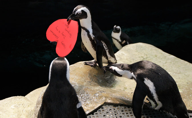 African penguin Howard carries a valentine heart written by a visitor to the California Academy of Sciences in San Francisco, on the eve of Valentine’s Day. – AP Photo.
