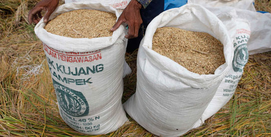 rice543
