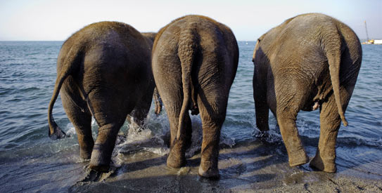 elephants-543