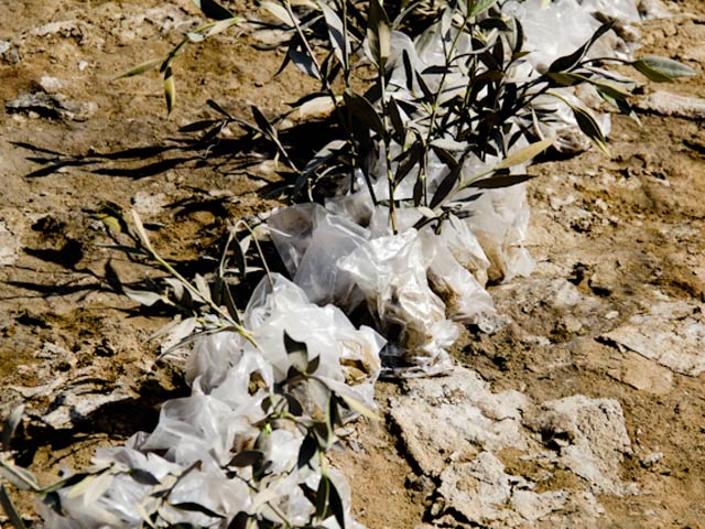 mangroves_plantation_640-HA