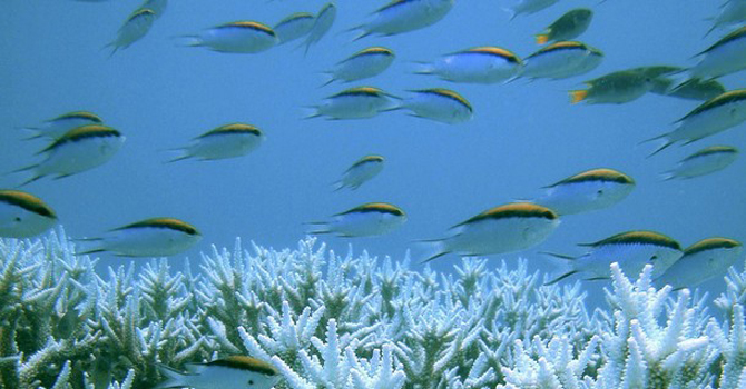 File handout photo of corals at the Great Barrier Reef Corals are seen at the Great Barrier Reef in this January 2002 file handout photo. – Reuters