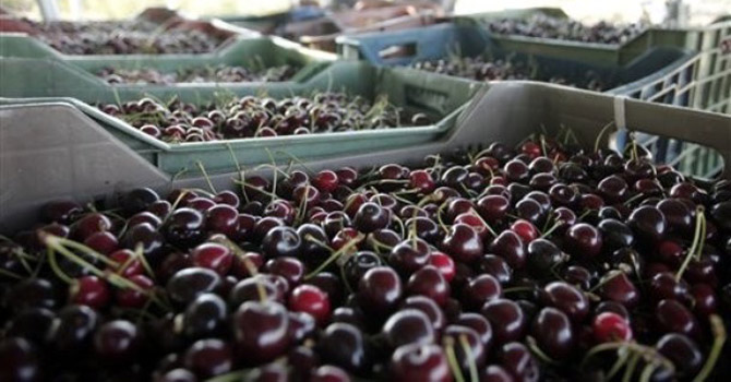 cherries-are-stored-at-the-cherry-orchards670 Cherries are stored at the cherry orchards.—AP Photo