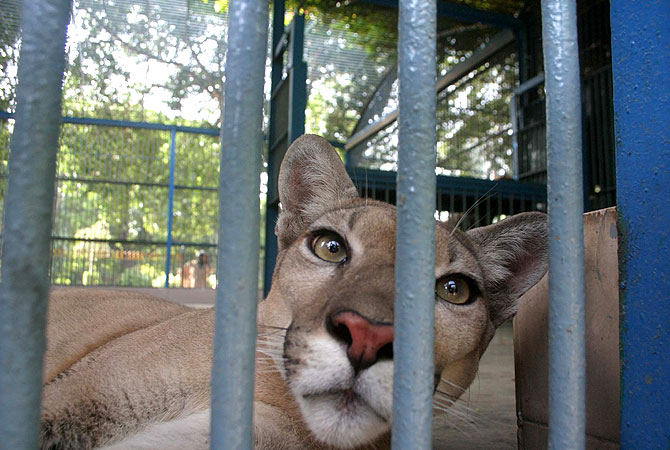Safari Park's newest inhabitants, a pair of Pumas, are pictured here in their temporary home at the Karachi Zoological Garden, Pakistan. -Photo by PPI