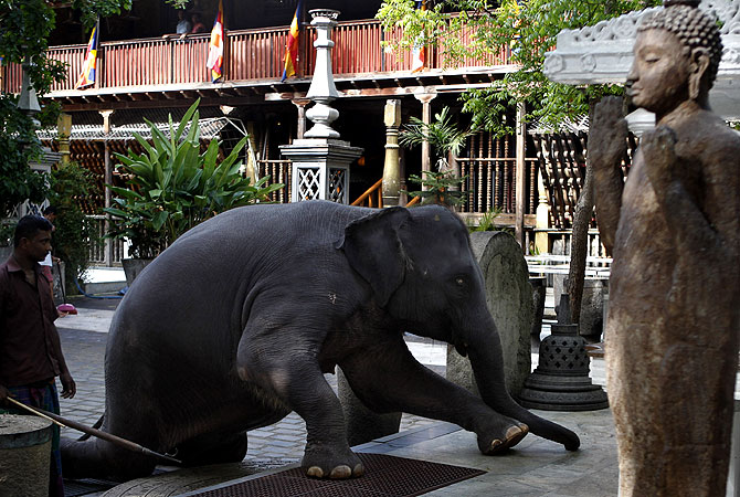 Seven-year old female elephant, ?Ganga" who belongs to a Buddhist temple bows down to Buddha's statues practicing routine rituals at the temple in Colombo, Sri Lanka. -Photo by AP