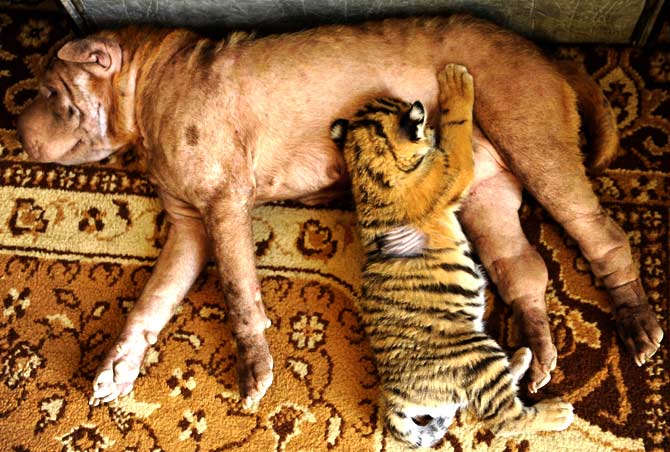 Shar Pei dog Cleopatra breast-feeding one of the two adopted tiger cubs in the Russia's Black Sea resort of Sochi, on June 29, 2012. The two cubs, named Clyopa and Plyusha, were born late last month in Sochi zoo and adopted by their new mum. ? Photo by AFPShar Pei dog Cleopatra breast-feeding one of the two adopted tiger cubs in the Russia's Black Sea resort of Sochi, on June 29, 2012. The two cubs, named Clyopa and Plyusha, were born late last month in Sochi zoo and adopted by their new mum. ? Photo by AFP