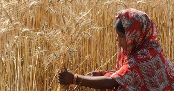 wheat-crops-afp670