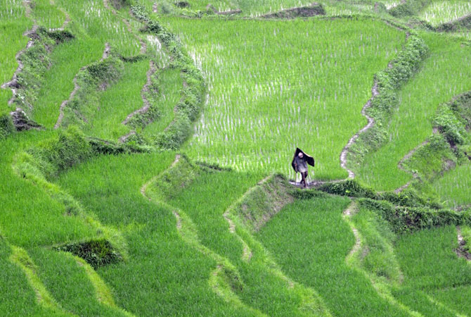 A Nepalese farmer, wearing a raincover made from bamboo strips to keep dry during monsoon rains, walks past rice paddy fields at Khokana village. Rice accounts for almost 50 percent of cereal production in Nepal, which is particularly dependent on rainfall because less than one-third of its agricultural land is irrigated. ? Photo by AFP
