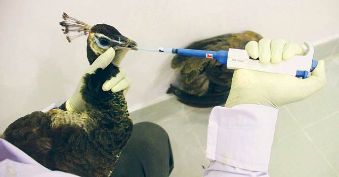 ailing-peacock-vaccine-WS