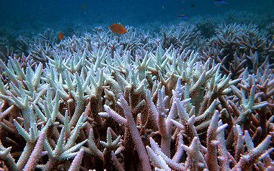 Australia-Acidic-Oceans-inside-1