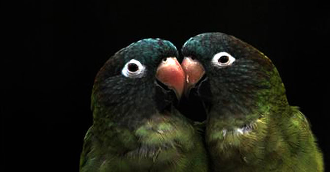 birds-670