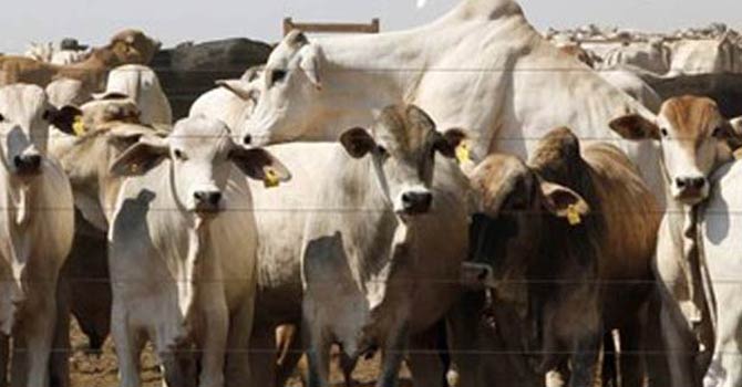 Livestock_670