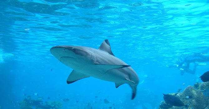 shark-670 A shark pictured in Australia – File photo courtesy Creative Commons