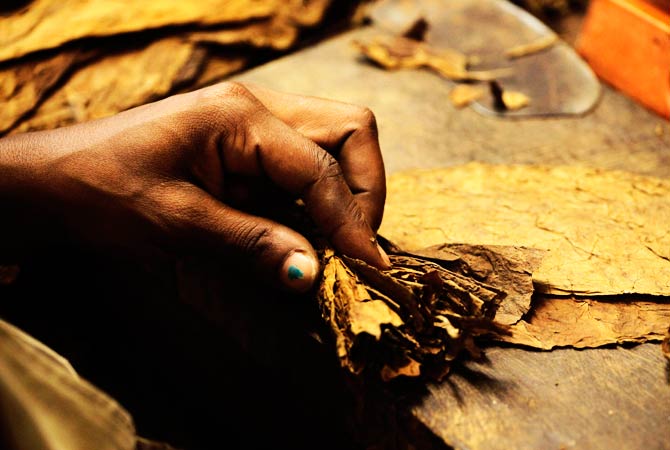 Rolling cigars is a tedious job as it requires skill and deep concentration. ? Photo by Reuters