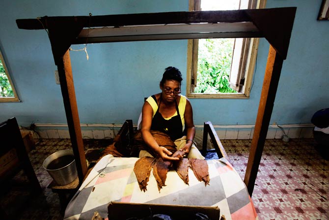 A woman sorts tobacco leaves at the factory. ? Photo by Reuters