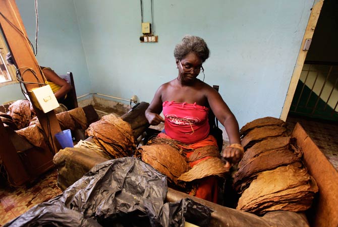 Tobacco leaves are delivered and sorted before being pressed. ? Photo by Reuters