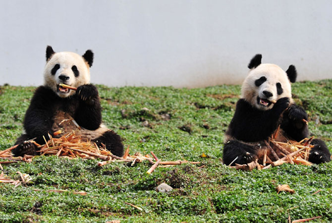 Two giant pandas having their meal in their new home in the Wolong National Nature Reserve in Wolong, southwest China's Sichuan province. The first 18 giant pandas returned to their new home in the newly reconstructed China Giant Panda Protection and Research Center Base after it was damaged in the 2008 Sichuan earthquake.