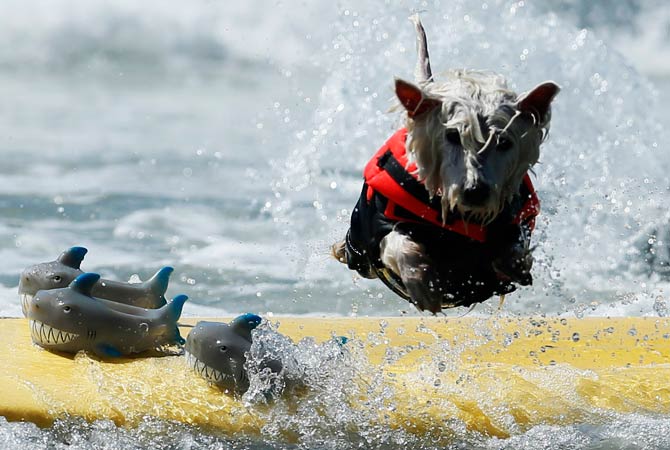 West Highland Terrier 'Surf Dog Joey' wipes out as he competes on a board with three sharks. ? Photo by Reuters