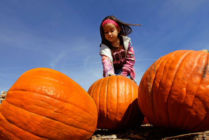 Sophia Davila searches for the right pumpkin to be carved into a jack-o-lantern this Halloween at John Ackerman's pumpkin farm Tuesday, Oct. 9, 2012 in Morton, Ill. ? Photo by AP