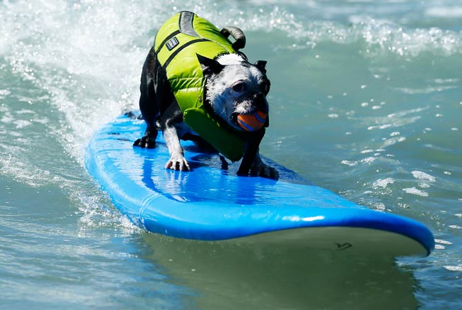 A dog surfs with a ball in its mouth. ? Photo by Reuters