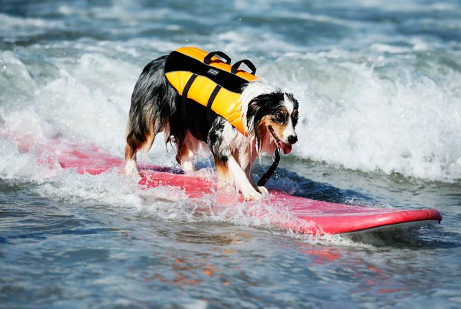 A dog catches a wave. ? Photo by Reuters