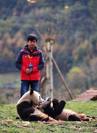 Two giant pandas having their meal in their new home in the Wolong National Nature Reserve in Wolong. In captivity they may receive honey, eggs, fish, yams, shrub leaves, oranges, or bananas along with specially prepared food.