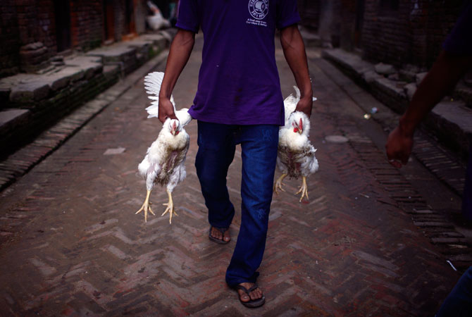 A man carrying roosters heads home from a livestock market in the ancient Nepalese city of Bhaktapur.
