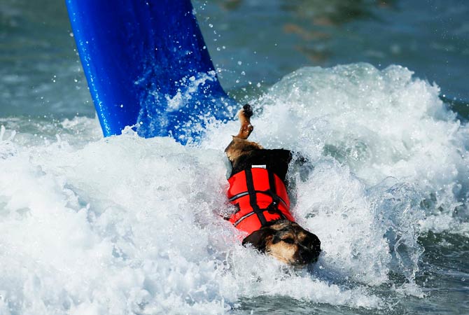 A dog wipes out. ? Photo by Reuters
