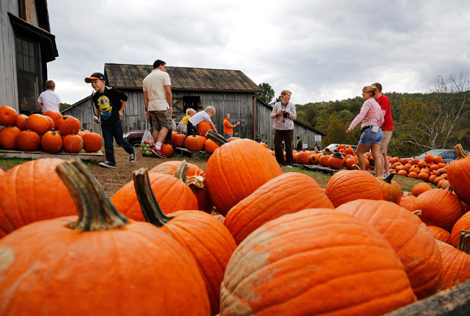People shop for pumpkins at Stribling Orchard in Markham, Virginia, October 6, 2012. According to the U.S. Department of Agriculture, pumpkin prices are up 7 percent nationally over 2011 as consumers prepare for the upcoming Halloween and Thanksgiving seasons. ? Photo by Reuters