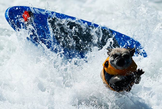 A dog loses its balance. ? Photo by Reuters