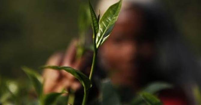 Tea_Leaf_670