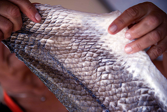 Esther Nunez of Argentina, treats fish skin to make a type of leather to be used in fashion and to make eco-friendly jewellery ? Reuters Photo