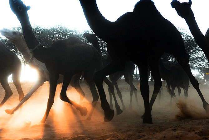 A herd of camels kick up sand as they rush down a dusty embankment on their way to the camel fair grounds in the outskirts of the small town of Pushkar.?Photo by AFP
