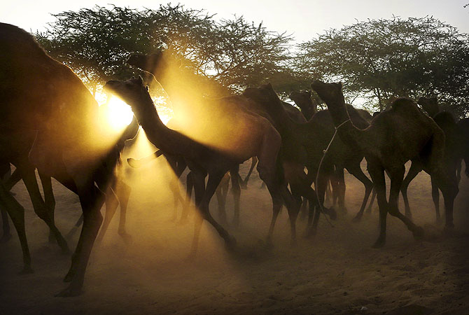 A herd of camels are lead to the annual Pushkar Fair in Pushkar, Rajasthan, India.?Photo by AP