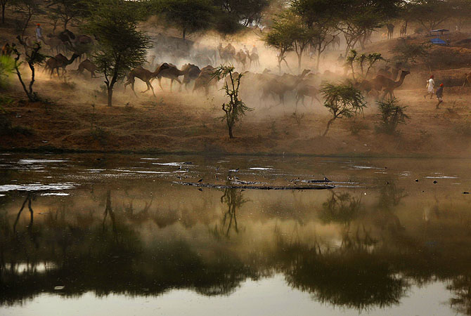 Indian camel herders walk with their herd as they arrive to sell their camels at the annual Pushkar Fair in Pushkar, Rajasthan.?Photo by AP