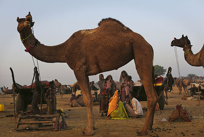 Herders huddle with their children near two of their camels at the annual Pushkar Fair in Pushkar, Rajasthan, India.?Photo by AP