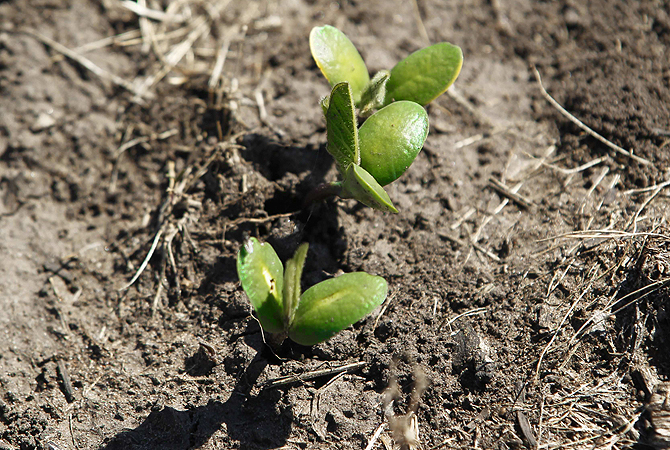 Many analysts expect record production of soybeans and corn in the marketing year 2012/13 in Argentina, thanks to good rains linked to the El Nino phenomenon. The extensive rainfall that began in August also brought flooding that has forced some farmers to abandon their sowing plans in the most affected regions.?Photo by Reuters