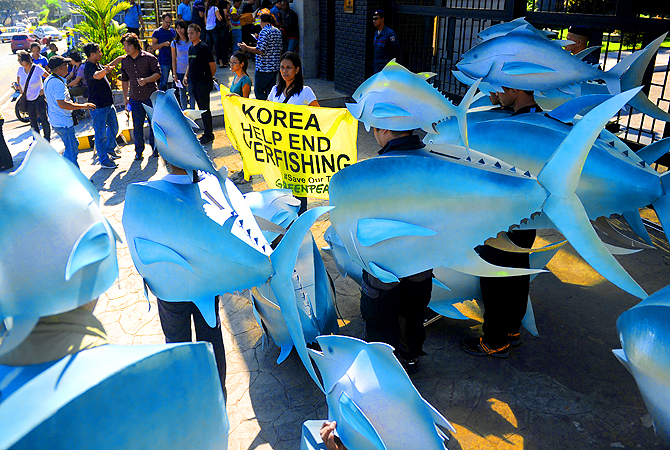 Activists from environment campaign group Greenpeace wearing cardboard tuna cutouts hold a protest in front of South Korea's embassy in Manila. The activists sought conservation commitments from the fishing powers in the upcoming global summit on Pacific tuna fisheries to be hosted by the Philippines next week.?Photo by AFP
