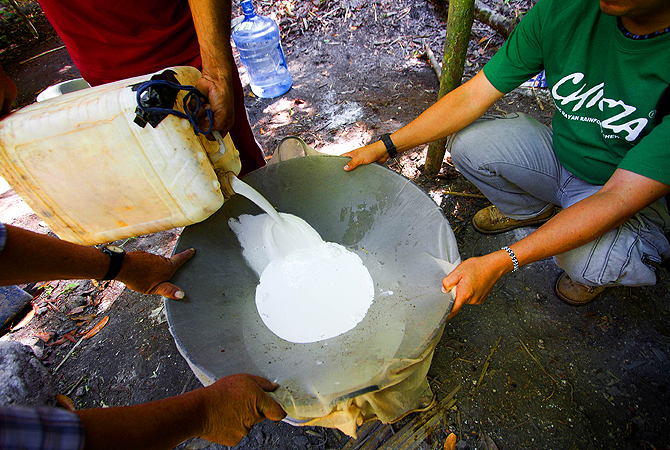 Men work the latex extracted from the chicozapote tree to prepare the base of gum used for organic chewing gum, in the jungle of Tres Garantias, Mexico. Small chewing gum producers are using old Mayan ways in the Yucatan rainforest to harvest the original "chicle", which is making a comeback thanks to growing demand for organic gum in Europe and Asia.? Photo by AFP