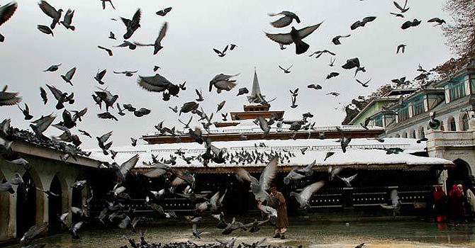 pigeons350