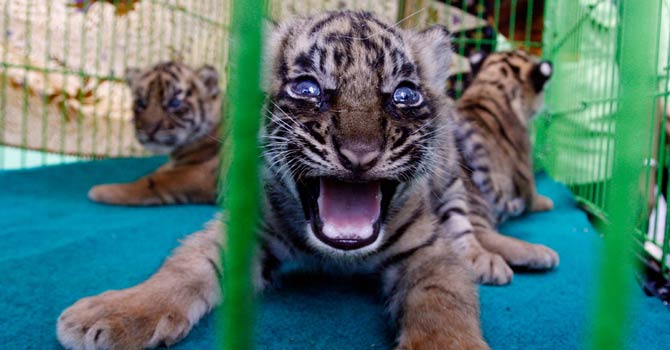 Sumatran-tiger-AFP-670