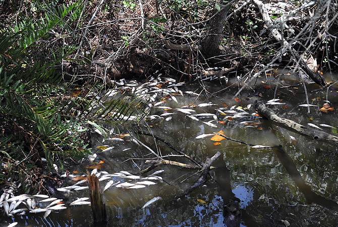 View of dead fishes at the Marapendi lagoon, in the Barra de Tijuca neighbourhood , in Rio de Janeiro, on December 11, 2012. The state Environmental Institute visited the area following a pollution denounce due to sewage and hot water caused by the hot wave affecting the city. Biologist Mario Moscatelli said that more than two tons of fishes died in one day. – Photo by AFP