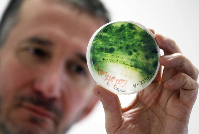 Pierre Calleja, manager of French firm Fermentalg, specialising in ichthyology, checks microalgae bred in his laboratory in Libourne, southwestern France December 11, 2012. Calleja announced that they have successfully tested a third generation of biofuel, a new fuel developed from microalgae, commonly-known as algae-sourced biofuel or algofuel, on a standard car engine without modification. – Photo by Reuters