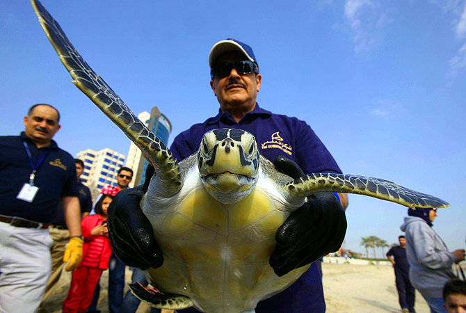 Mijbel Al-Mutawaa, Managing Director of the Kuwait Scientific Center, holds a Green sea turtle before it is released into the ocean along the main beach in Kuwait City. Eight endangered Green turtles were released into their natural habitats after being treated at the Scientific Center, where they were brought injured by fishermen and activists. —Photo by AFP