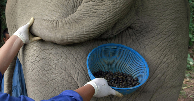 A Thai mahout's wife jokingly poses with a plastic basket containing coffee beans freshly cleaned from elephant dung below the tail of an elephant in Chiang Rai province, northern Thailand.—AP Photo