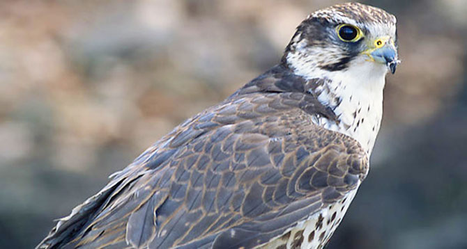 The Arab passion for falconry has wiped out entire populations despite their export being banned under Pakistan’s conservation laws. – Dawn file photo